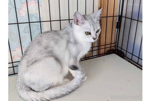 MAISON】宇宙船付き 木製キャットタワー メゾン 子猫・シニア猫も安心【獣医師監修】 [ヤマト大型配送] | ONEKOSAMA OINUSAMA